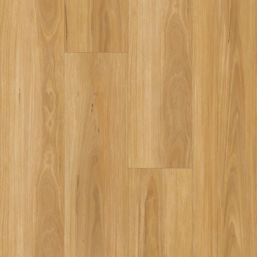 New England Blackbutt